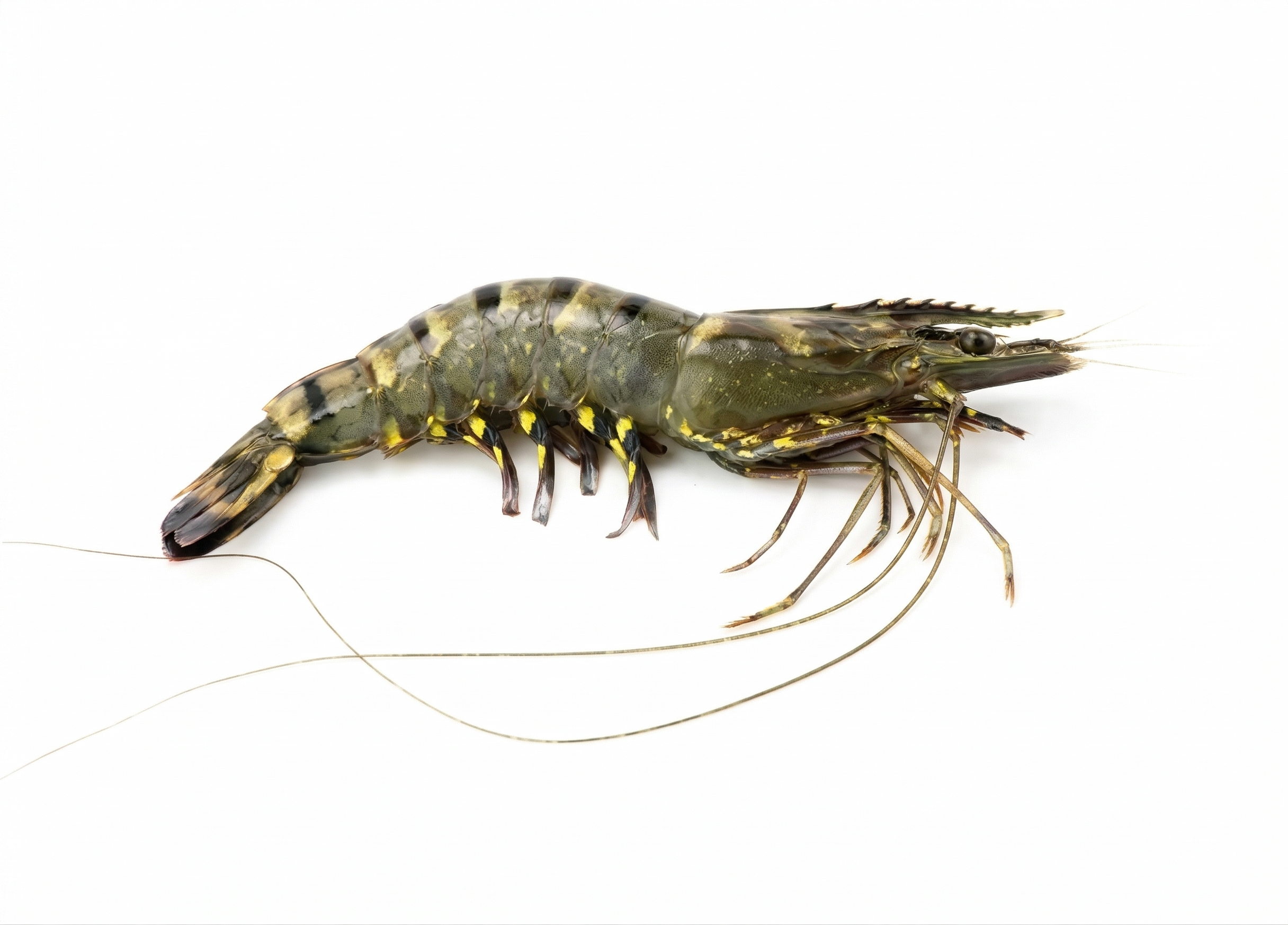 Black Tiger Shrimp